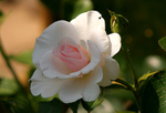 Rose Peace 1