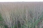 Poplar trees growing in the Nar Valley