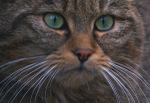 European Wildcat