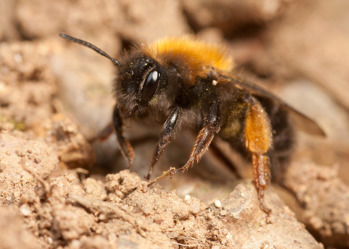 [i]Andrena clarkella[/i] female at her nest burrow.