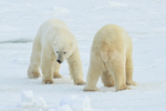 Male Polar Bear confrontation, Churchill, Canada