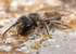 Andrena flavipes (m)