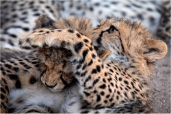 Big Cats portfolio