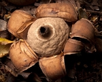 Collared Earthstar (02)