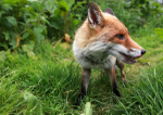 Red Fox_ AGTO185