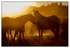 Wild Horses - 04
