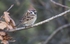 Tree Sparrow