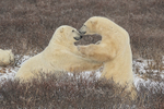 Polar Bears tustle in willow, Churchill, Canada
