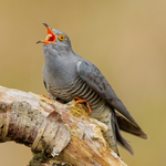 Cuckoo (male) swallowing caterpillar, Scotland