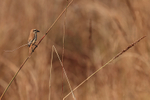 Red-tailed Shrike (juv...
