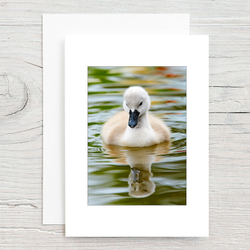 Cygnet