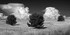 Three Trees and Storm Clouds B&W