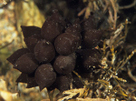 Sepia officinalis eggs