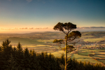 The Treetop View