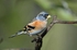 Brambling