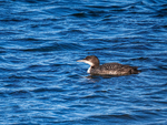 Great Northern Diver