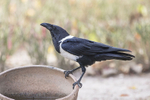 Pied Crow.