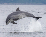 CHANORY DOLPHIN 2026 36