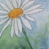 White Daisy