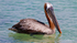Galapagos Pelican 2