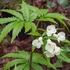 Seven-leaflet Bittercress (Cardamine heptaphylla) 