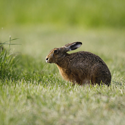 Brown Hare