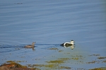 Eiders