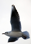 Blackheaded Gull In Winter