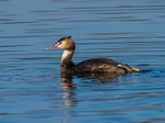 Great Crested Grebe