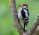 Great Spotted Woodpecker