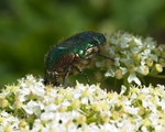 20110614-IMG_5782