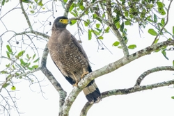 Crested Serpent Eagle
