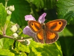Gatekeeper