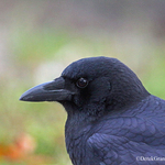 Corvus brachyrhynchos American Crow Macro