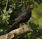 Blackbird (male) singing while perched on a branch