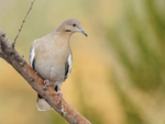 White-winged Dove, New Mexico, USA