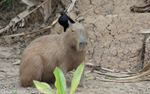 Capybara