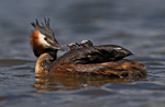Great Crested Grebe - ...