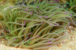 Anemonia viridis
