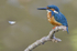 Male Kingfisher