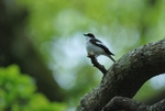 Pied Flycatcher
