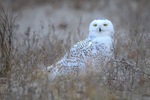 Snowy in the Weeds