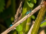 Blue-tailed Damselfly