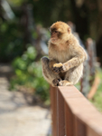 Barbary Macaque eating biscuit, Gibraltar