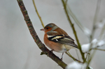 Chaffinch
