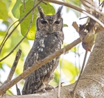 African Scops Owl