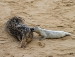 Atlantic Grey Seal