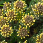 Small Alyssum (Alison) Alyssum alyssoides
