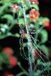 Giant Gold Web Orb Weaver Spider - Papua New Guinea