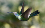 Sparkling violetear